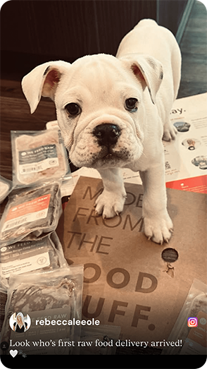Bulldog puppy standing with We Feed Raw frozen raw dog food packages