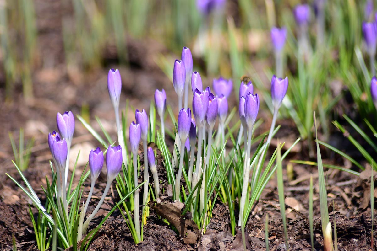 Purple crocus popping up from the ground