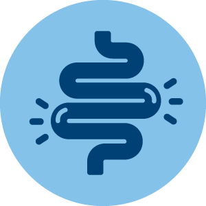 Supports Gut Health