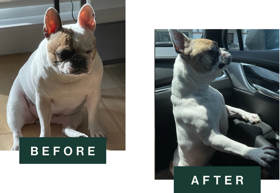 Side-by-side comparison of French Bulldog before and after weight loss; left "BEFORE" shows overweight fawn dog sitting indoors, right "AFTER" shows leaner dog standing confidently in car.