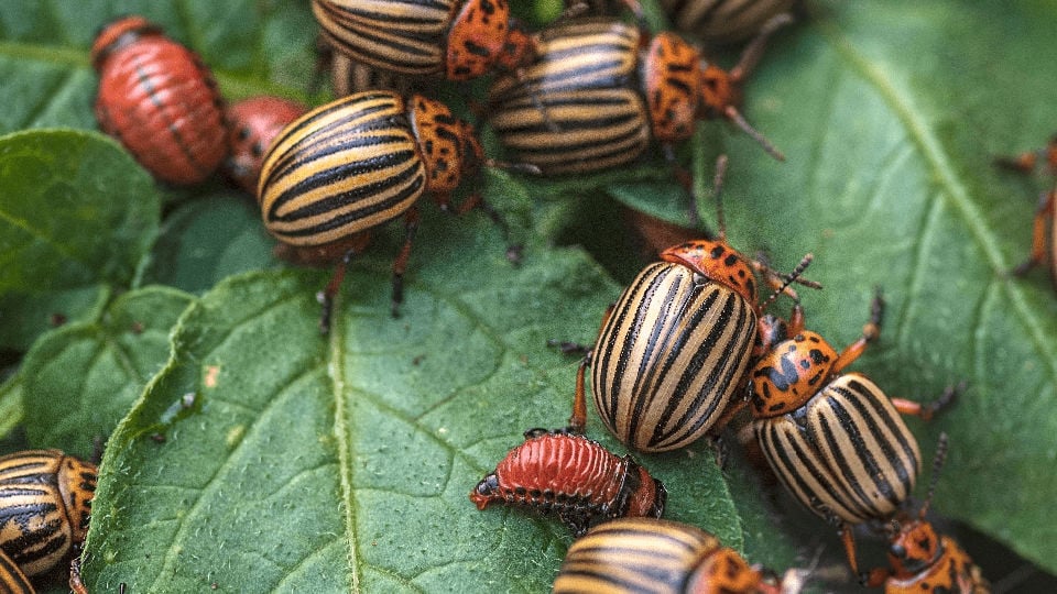 Colorado Potato Beetles on a potato leaf
