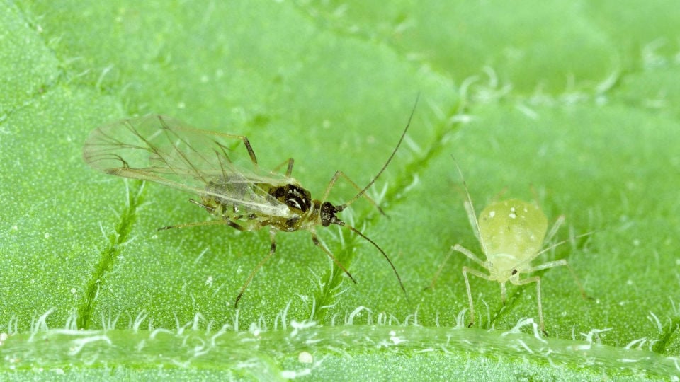 A Winged and wingless form of the peach-potato aphid on the underside of potato leaves.