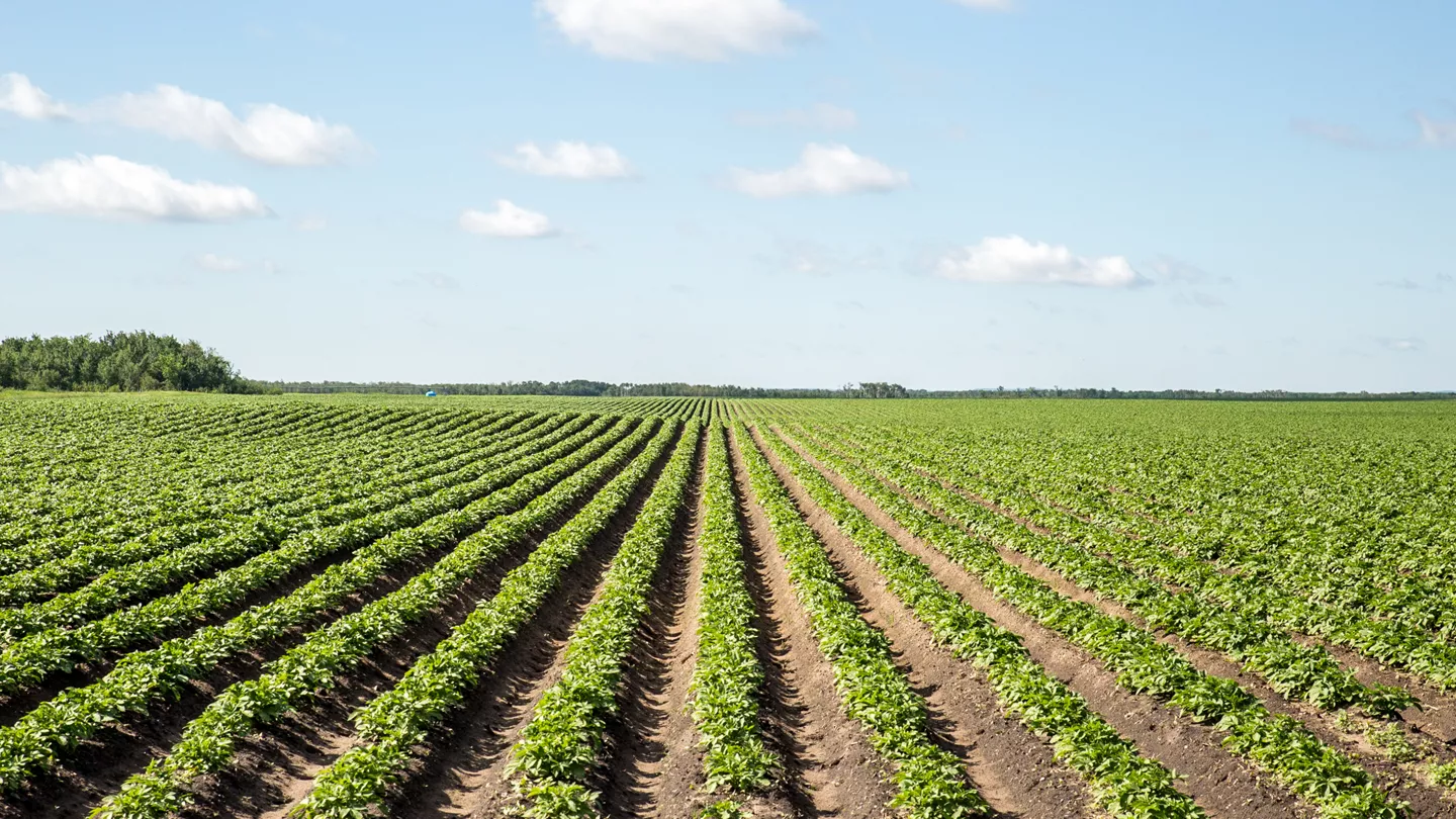 Rows of emerging potato plants 