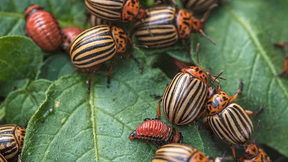 Colorado Potato Beetles on a potato leaf