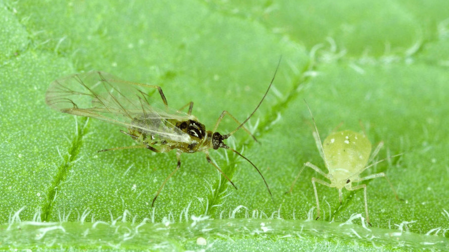 A Winged and wingless form of the peach-potato aphid on the underside of potato leaves.