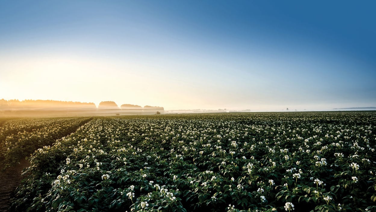 Field of blooming potato plants at sunrise