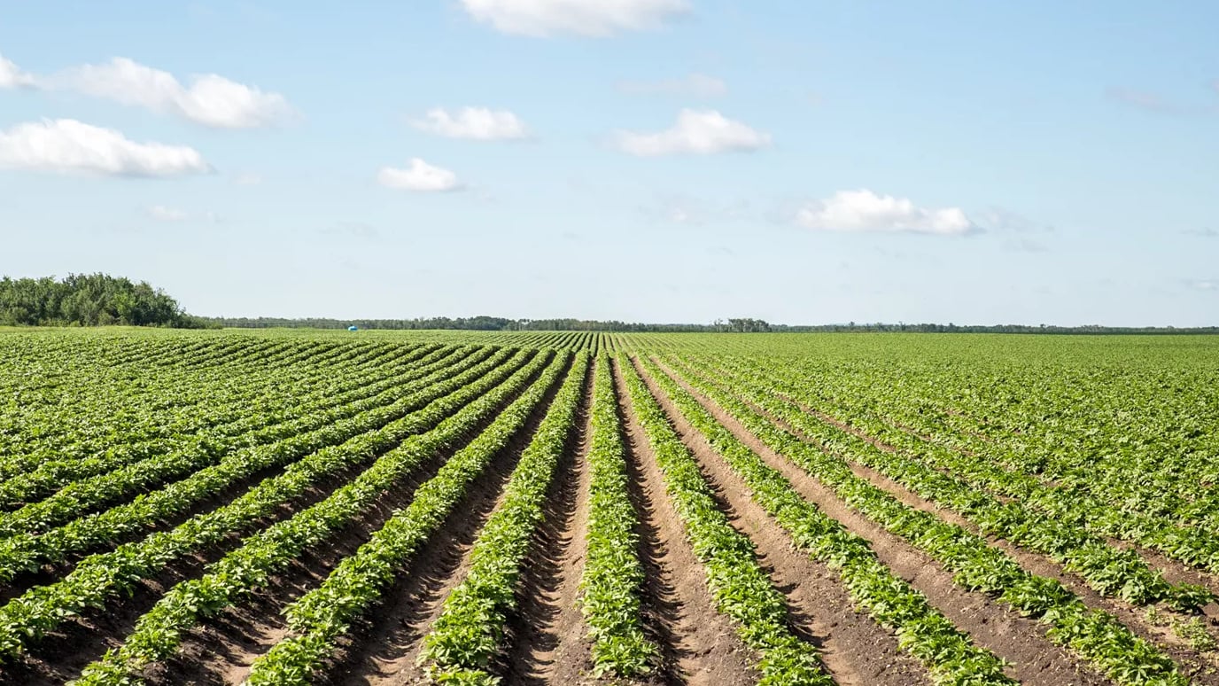 Rows of emerging potato plants