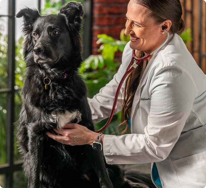 A veterinarian smiling while using a stethoscope to check a black dog's heart.