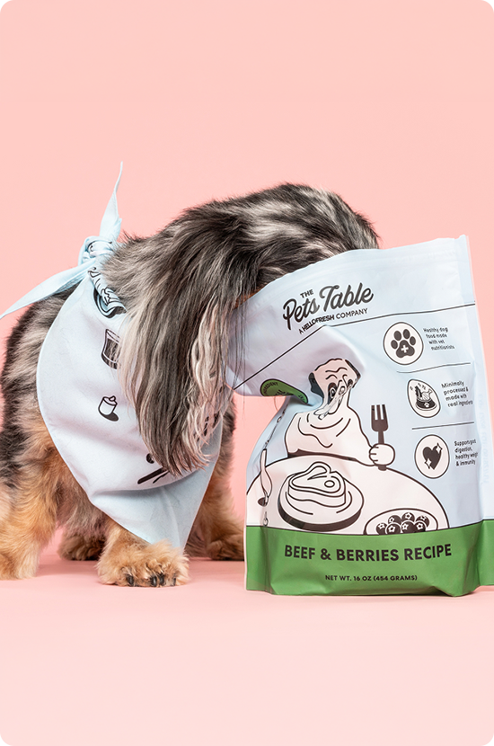A dog with its head playfully buried inside a bag of The Pets Table Beef & Berries dog food.