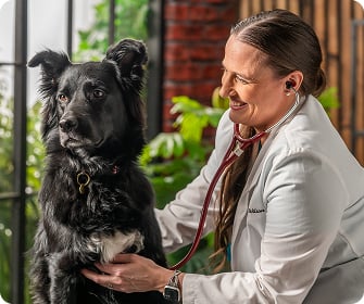 A veterinarian smiling while using a stethoscope to check a black dog's heart.