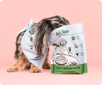 A dog with its head playfully buried inside a bag of The Pets Table Beef & Berries dog food.