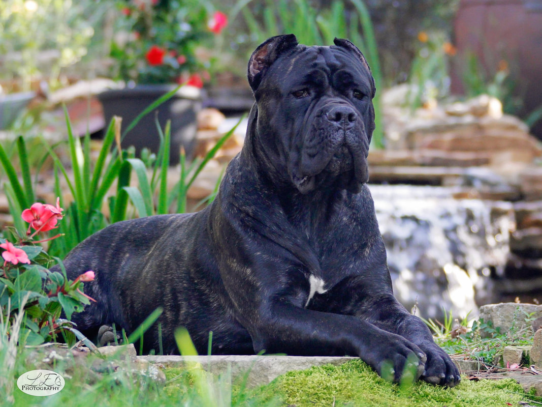 Cane Corso Guide complet de la race et conseils croquette