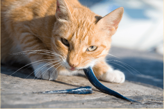 Est-ce qu'un chat peut manger du saumon cru ?