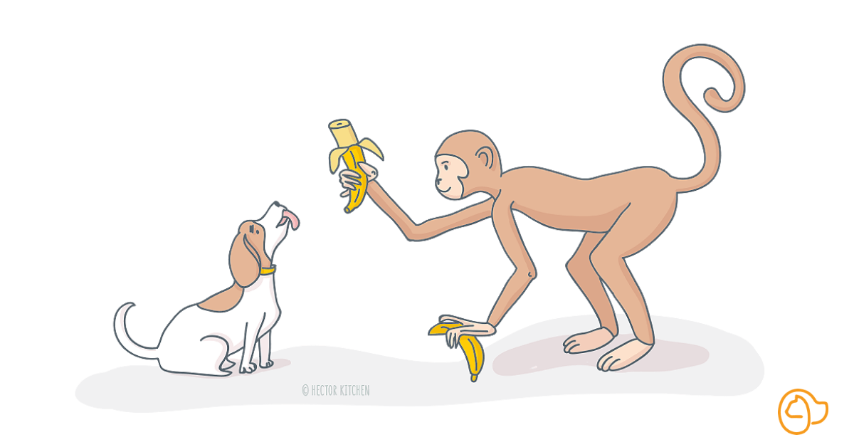 Banane bon pour chien