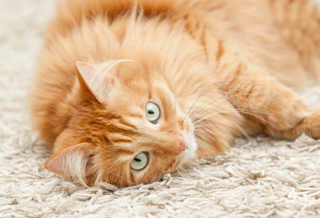 Quelles Croquettes Pour Un Chat A Poil Long Hector Kitchen