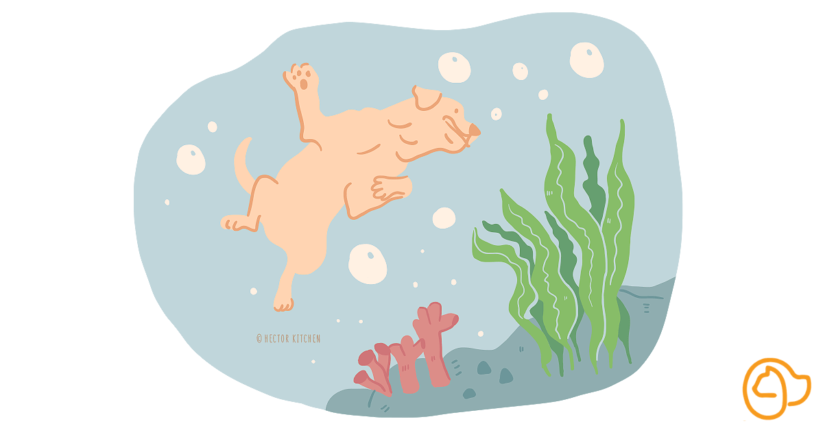illu-algues-chien