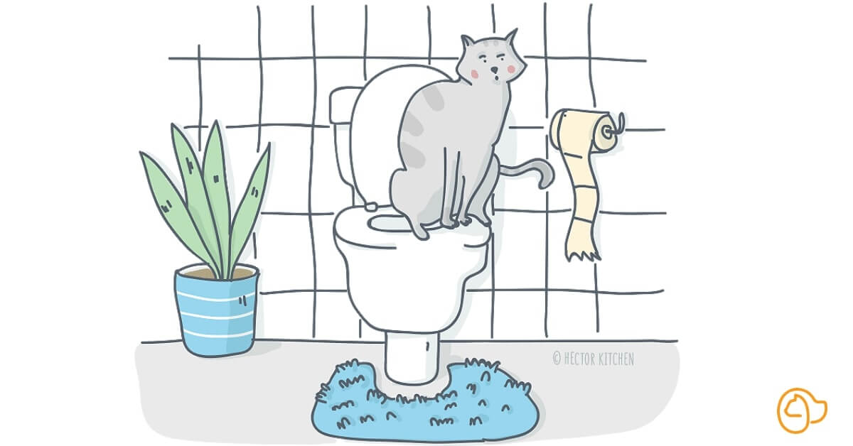 Diarrhée du chat 
