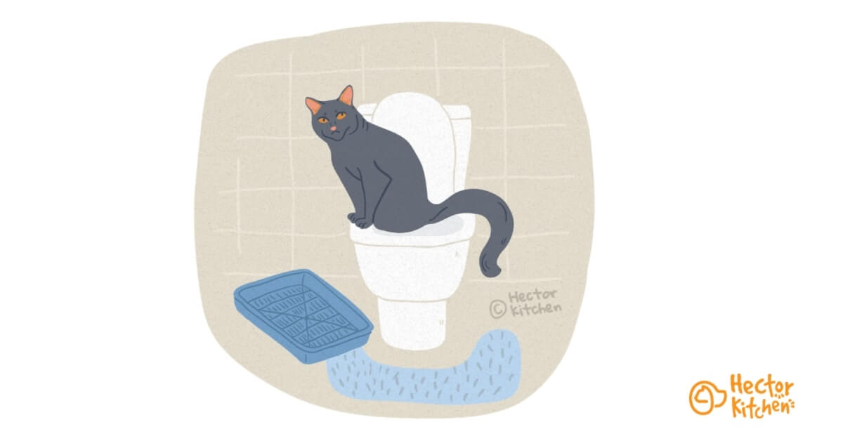 Infections urinaires chez le chat : que faire?