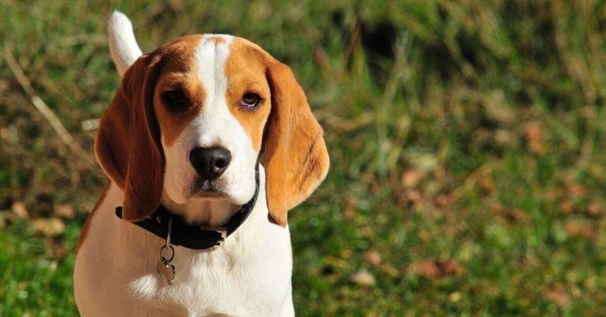 beagle