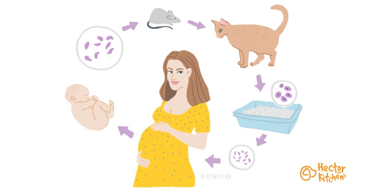 Toxoplasmose du chat et grossesse