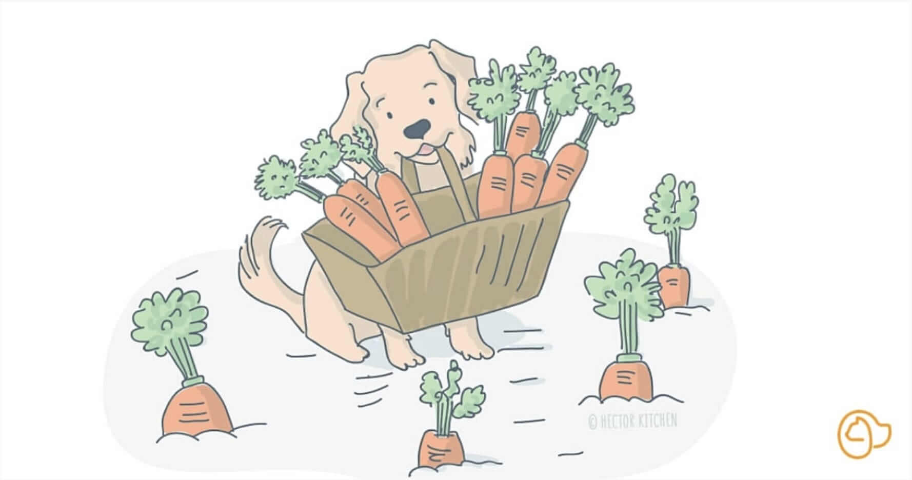 Donner des carottes à son chien ?