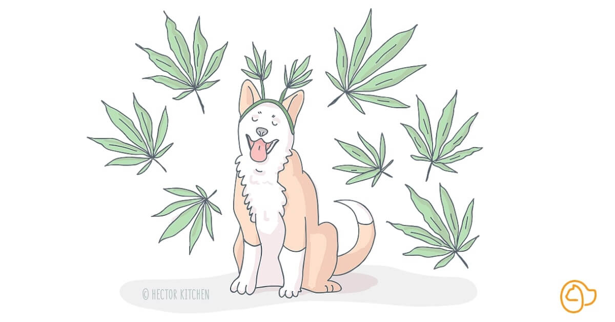 CBD et cannabis pour chien
