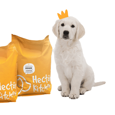 Cane Corso: temperament, diet, health, price - Hector Kitchen UK