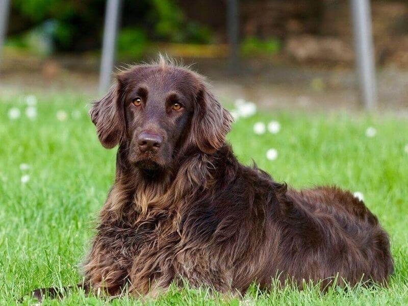 Croquettes pour chien diabétique : le guide complet [2021 