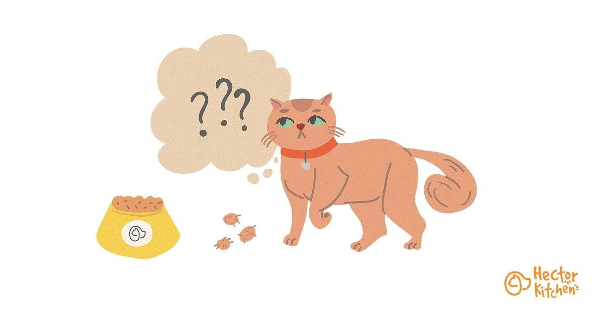 Vomissement du chat : ce qu’il faut savoir