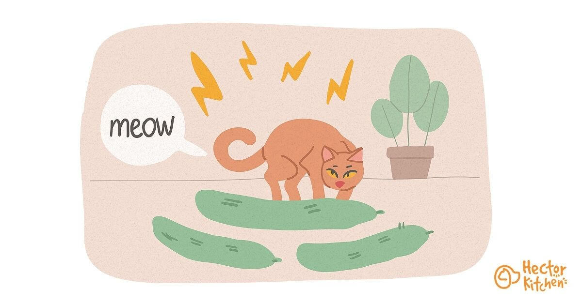 Pourquoi les chats ont peur des concombres