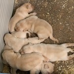 Chiots Labrador Retriever