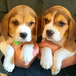 Bébés Beagle tricolores