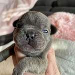 Chiot Frenchie