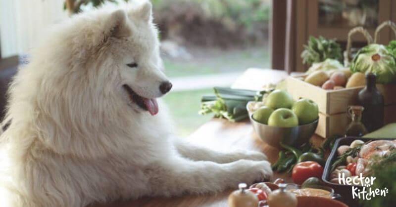 Fruits pour chien