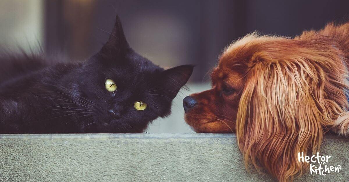 La cohabitation chien et chat
