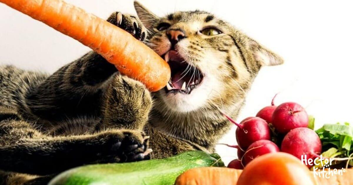 Quels légumes donner à mon chat ?