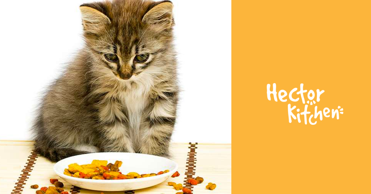 Comprendre Les Besoins Nutritionnels Specifiques Du Chat Hector Kitchen